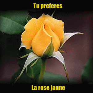 rosas